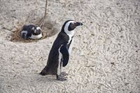 Pinguine 07