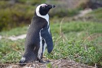 Pinguine 10