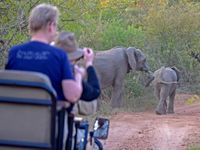 Ein Elefantenrudel entdeckt
