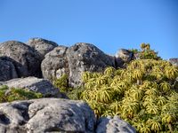 Felsgestein und Vegetation auf dem Tafelberg 1