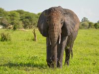 Elefantenbulle mit Schlamm bedeckt