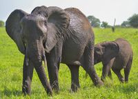 Elefantenkuh mit Nachwuchs