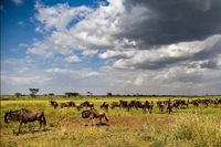 Victoriasee - Serengeti 08