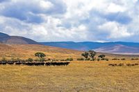 Ngorongoro 09