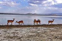 Lake Elementaita-Kenia
