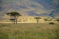 Masai Mara 04