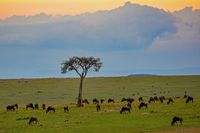 Masai Mara 05