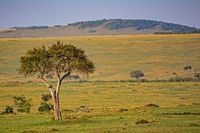 Masai Mara 06